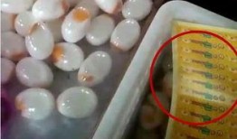 爆料假鸡蛋视频,视频曝光惊人真相