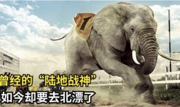 大鹅爆料间谍视频大全,间谍视频大全深度解析