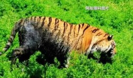 南昌黑虎爆料视频大全最新,揭秘背后惊人真相