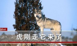 A 在线狼视频在线观看,A在线狼视频，带你领略独特视觉盛宴