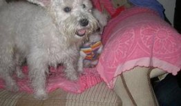 浪漫波比熊爆料视频,甜蜜瞬间，萌态尽显