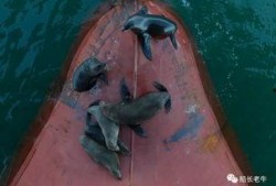 海狗最新爆料视频,揭秘娱乐圈不为人知的秘密