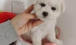 浪漫波比熊爆料视频,甜蜜瞬间，萌态尽显