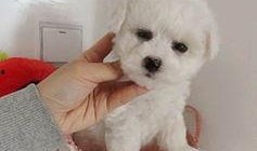 浪漫波比熊爆料视频,甜蜜瞬间，萌态尽显